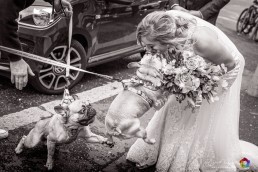 doggies 1
